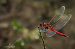 Sympetrum fonscolombei © Barlotti Andrea