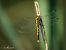 Orthetrum albistylum © Barlotti Andrea