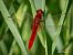 Crocothemis erythraea  - Barlotti Andrea