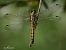 Orthetrum cancellatum  - Barlotti Andrea