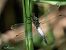Orthetrum cancellatum © Barlotti Andrea