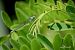Erythromma viridulum  - Barlotti Andrea