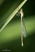Erythromma viridulum © Barlotti Andrea