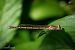Sympecma fusca © Barlotti Andrea