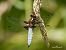 Libellula depressa © Barlotti Andrea