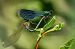 Calopteryx splendens  - Barlotti Andrea