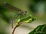 Calopteryx splendens  - Barlotti Andrea
