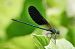 Calopteryx haemorrhoidalis  - Barlotti Andrea