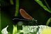Calopteryx virgo virgo  - Barlotti Andrea
