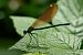 Calopteryx virgo virgo © Barlotti Andrea