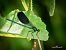 Calopteryx splendens © Barlotti Andrea