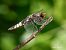 Libellule déprimée (Libellula depressa) © Barlotti Andrea