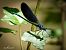 Calopteryx haemorrhoidalis © Barlotti Andrea
