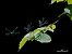 Calopteryx splendens  - Barlotti Andrea