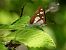 Limenitis reducta © Barlotti Andrea
