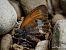 Coenonympha arcania © Barlotti Andrea