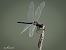 Selysiothemis nigra  - Barlotti Andrea
