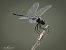 Selysiothémis noir (Selysiothemis nigra) © Barlotti Andrea