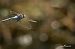 Anax parthenope © Barlotti Andrea