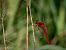 Crocothemis erythraea © Barlotti Andrea