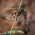 Orthetrum cancellatum © Barlotti Andrea