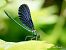 Calopteryx virgo virgo  - Barlotti Andrea