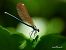Calopteryx virgo virgo © Barlotti Andrea