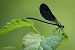 Calopteryx haemorrhoidalis © Barlotti Andrea