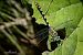 Onychogomphus forcipatus unguiculatus © Barlotti Andrea