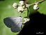 Celastrina argiolus © Barlotti Andrea