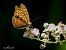 Argynnis paphia © Barlotti Andrea