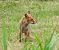Volpe (Vulpes vulpes) © Tiziana Ciaghi