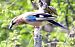 Ghiandaia (Garrulus glandarius) © Tiziana Ciaghi
