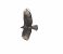 Poiana (Buteo buteo) © Tiziana Ciaghi