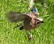 Ghiandaia (Garrulus glandarius) © Tiziana Ciaghi