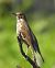 Tordo bottaccio (Turdus philomelos) © Tiziana Ciaghi