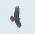 Poiana (Buteo buteo) © Tiziana Ciaghi