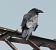 Corvo imperiale (Corvus corax) © Tiziana Ciaghi