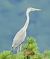 Airone cenerino (Ardea cinerea) © Tiziana Ciaghi