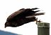 Poiana (Buteo buteo) © Tiziana Ciaghi