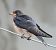 Rondine (Hirundo rustica) © Tiziana Ciaghi
