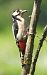 Picchio rosso maggiore (Dendrocopos major) © Tiziana Ciaghi