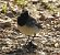 Ballerina bianca (Motacilla alba) © Tiziana Ciaghi