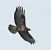 Poiana (Buteo buteo) © Tiziana Ciaghi