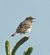 Prispolone (Anthus trivialis) © Tiziana Ciaghi