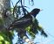 Merlo dal collare (Turdus torquatus) © Tiziana Ciaghi