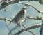 Tordela (Turdus viscivorus) © Tiziana Ciaghi
