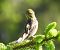 Zigolo giallo (Emberiza citrinella) © Tiziana Ciaghi