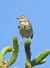 Prispolone (Anthus trivialis) © Tiziana Ciaghi