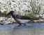 Cornacchia grigia (Corvus cornix) © Tiziana Ciaghi